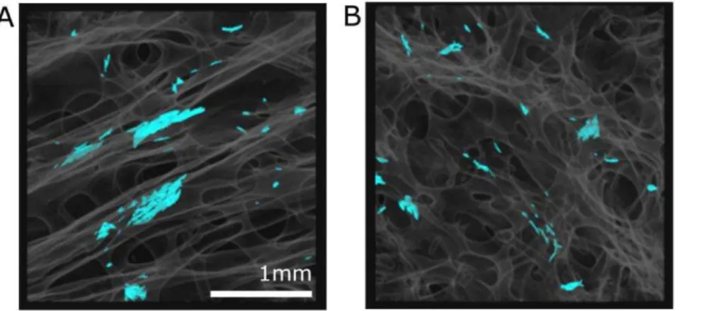 Table 1 reports the 3D quantitative measurements on the selected microcracks presented in Fig