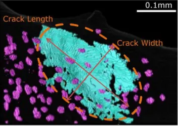 Table 1. 3D quantitative data measured on the selected microcracks. microcrack L1 L2 P X CH L3 sample 1 2 3 2 4 5 Cr.Le ( m m) 341 149 88 269 492 300 Cr.W ( m m) 201 78 48 132 307 190 Cr.Th ( m m) 3.11 2.91 4.73 3.11 4.73 2.91 Cr.V x10 6 (mm 3 ) 89.1 14.85