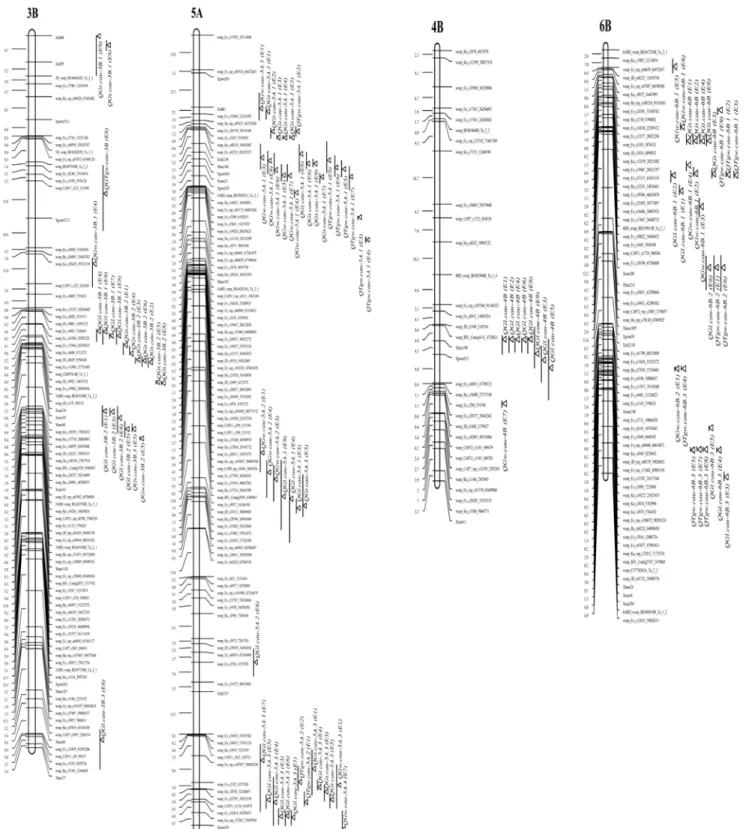 Fig 1. Partial pleiotropic QTL effects for TGW, GW and GT. Distribution of the detected QTLs for TGW, GL, GW and GT of the Yanda1817/Beinong6 RILs on the chromosome 3B, 4B, 5A and 6B