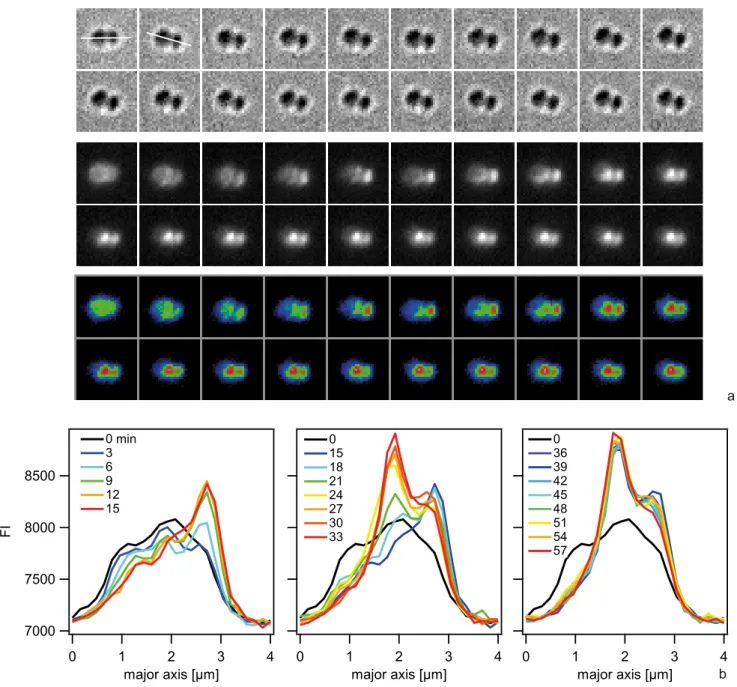 Figure 9. Spatio-temporal dynamics of ComE-mCherry upon addition of 10 kbp transforming DNA