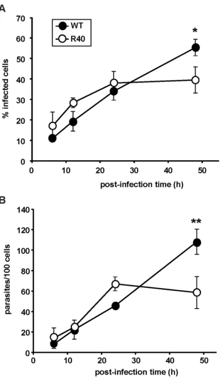 Fig 4. Host cell infection assay. Early stages of macrophage invasion are similar between L