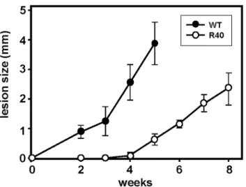 Fig 5. Virulence of WT and MIL-resistant L. major. R40 demonstrate attenuated virulence in vivo compared with WT promastigotes