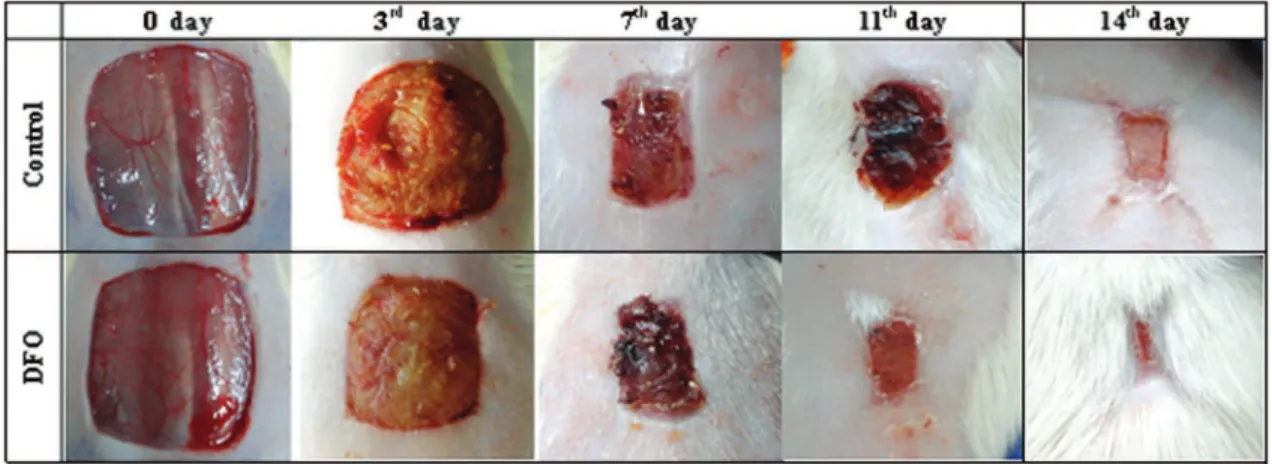 Fig. 1a: Effect of DFO on gross appearance of healing wound on days 0, 3, 7, 11 and 14 post- post-wounding in rats.