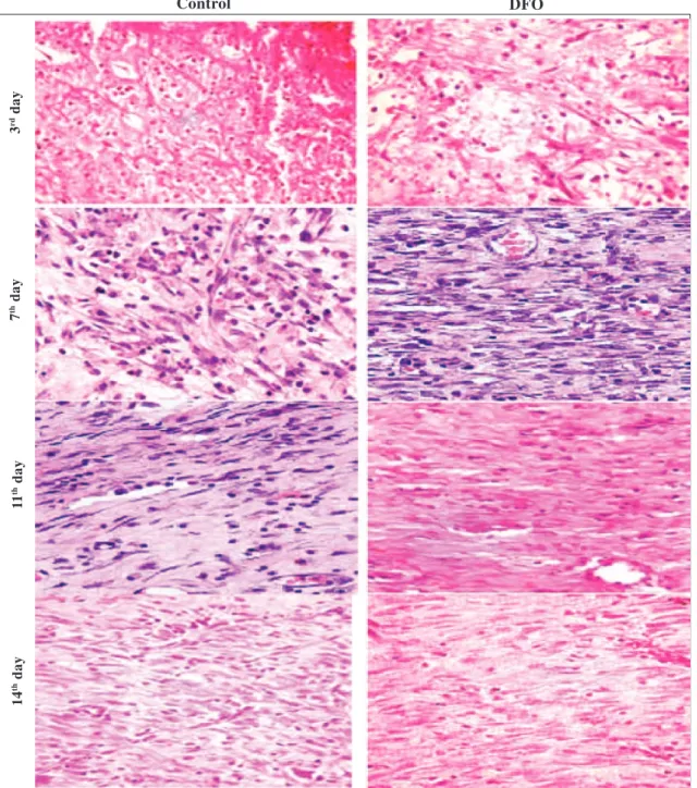 Fig. 2 (a). Representative images of H&amp;E stained histopathological sections of granulation tissues of control and DFO-treated rats (magnification 40x and scale bar 50  µµµµµ m) on days 3, 7, 11 and 14  post-wounding.