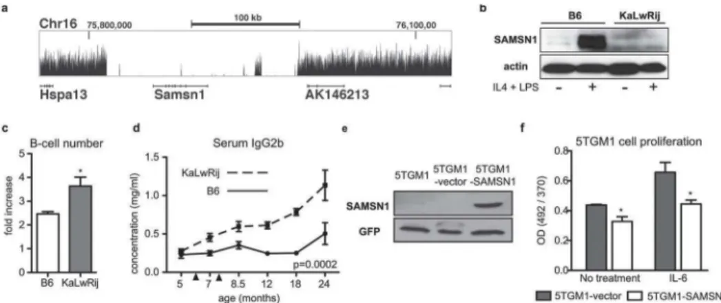 Fig 2. Samsn1 is deleted in KaLwRij and was a negative regulator in B-cells and transformed myeloma cells