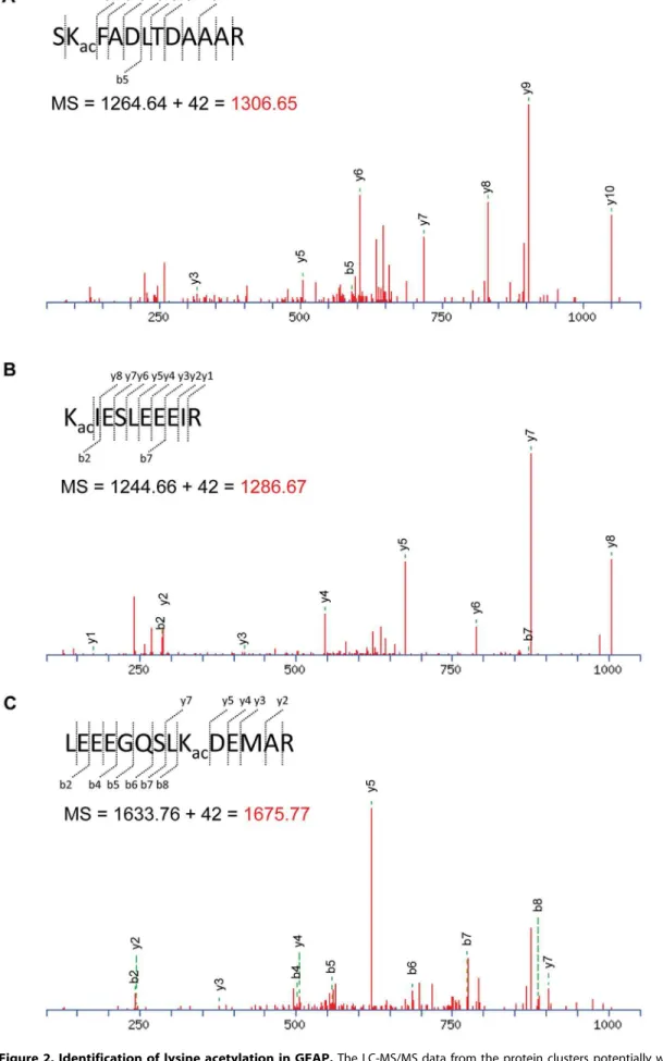 Figure 2. Identification of lysine acetylation in GFAP. The LC-MS/MS data from the protein clusters potentially with different charges were subjected to phosphorylation and acetylation modification analysis