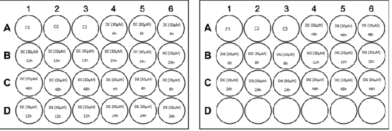 Fig.  9:  Esquema  representativo  das  microplacas  para  o  segundo  ensaio,  com  os  derivados  à  mesma  concentração mas incubados a tempos diferentes