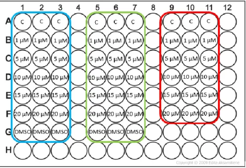 Fig. 12: Esquema representativo das microplacas para o ensaio com o composto Calix NH 2 , Caliz Pyr e L- L-leucina, a diferentes concentrações com a incubação a 6h