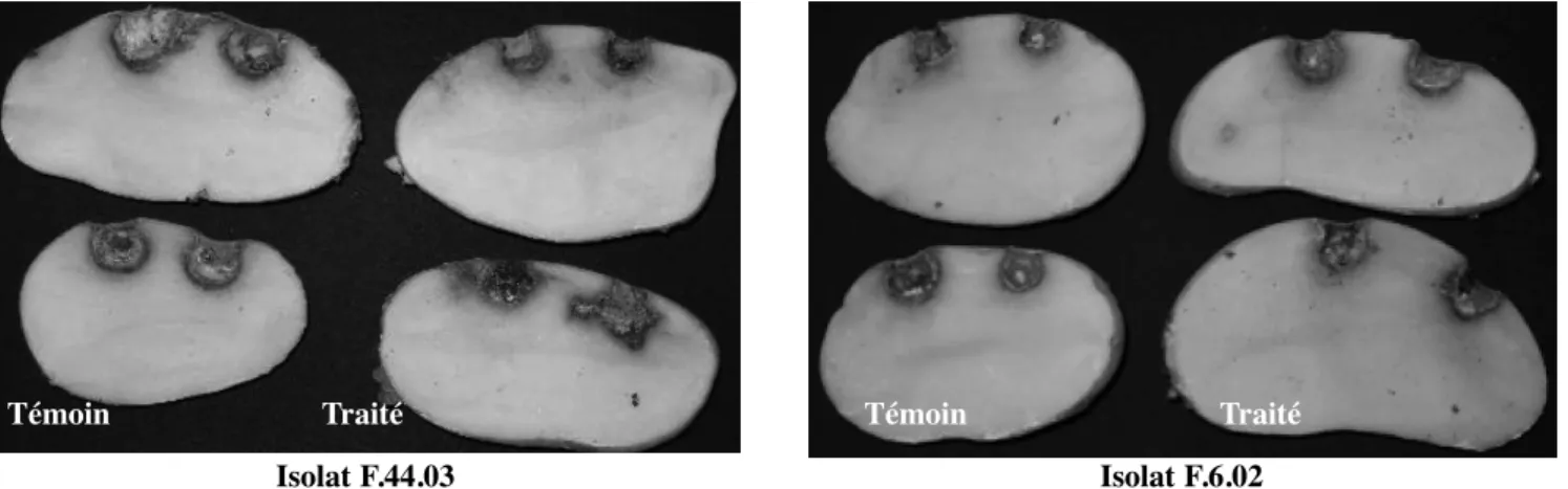Figure 4. Agressivité sur tubercules de pomme de terre de deux isolats tunisiens de F