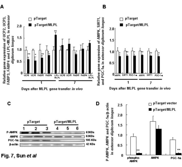 Figure 7.  Effects of MLPL gene transfer on energy metabolism of extensor digitorum longus