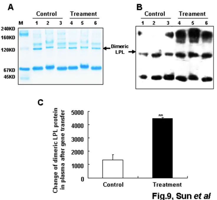 Figure 9.  Structure analysis of MLPL in plasma after gene transfer.  Coomassie brilliant-stained gel after native PAGE (A) and western blot analysis of plasma MLPL after the gene transfer in vivo (B and C)