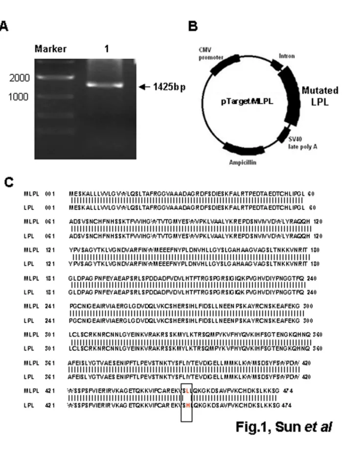 Figure 1.  Construction of pTarget/MLPL expression vector.  (A) MLPL cDNA fragment obtained by PCR amplification