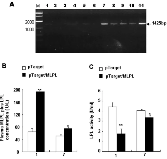 Figure 2.  MLPL gene expression in the liver and change in plasma MLPL+LPL concentration and LPL activity