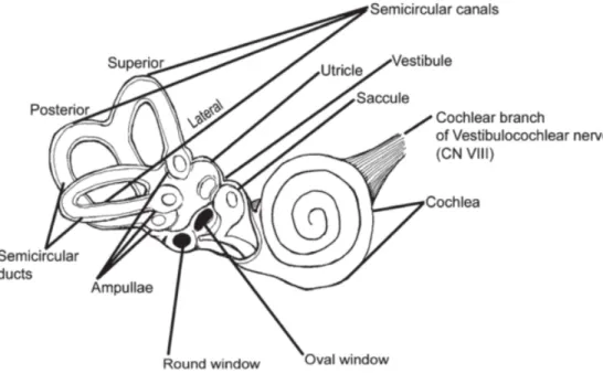 Figura 1. Anatomia do ouvido interno. In S. Khan  and R. Chang / Anatomy of the vestibular system.