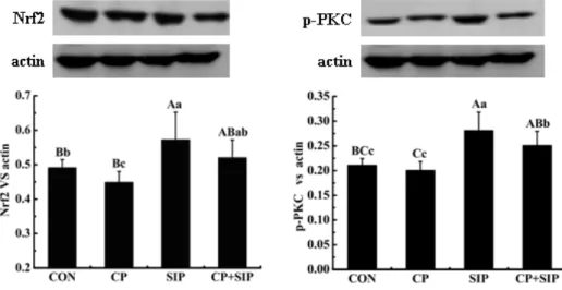 Figure 1.  Contents of Nrf   protein and activation level of protein kinase C  PKC  in testes of mice