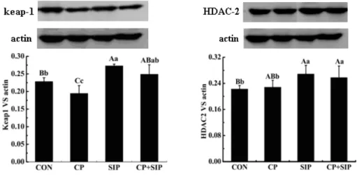 Figure 2.  Contents of keap‐  and histone deacetylase    (DAC  proteins in testes of mice