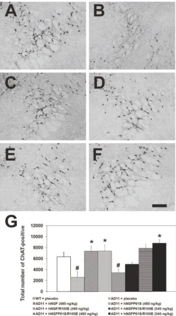 Figure 5. Effects of hNGFR100E and hNGFP61S/R100E in AD11 anti-NGF mice. Rescue of the neurodegenerative phenotype after intranasal delivery of hNGF mutants: Cholinergic deficit: