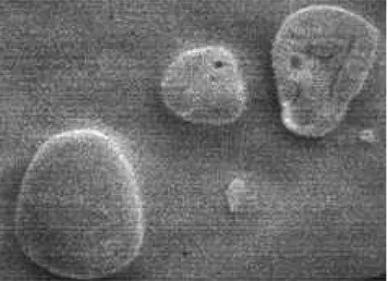 Figure 2: Fréquence de distribution de la taille des grains d’amidon de gingembre.