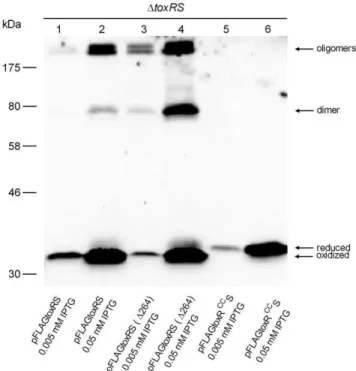 Figure 2. toxRS coexpression in V. cholerae P27459-S D toxRS mutant strain acts negatively on ToxR disulfide bond  homo-dimer and oligomers