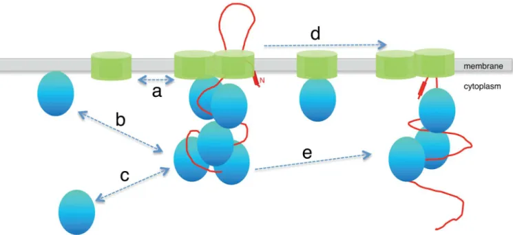 Fig 5. Model of the secretory machinery. The SecYEG translocon (in green) is comprised SecYEG molecules which are engaged in cycles of association and dissociation with the SecY molecules on the membrane (a)