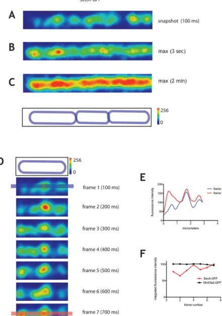 Fig 1. Dynamics of SecA-GFP imaged by TIRF. SecA-GFP (strain secA::pSAG2) imaged by TIRFM