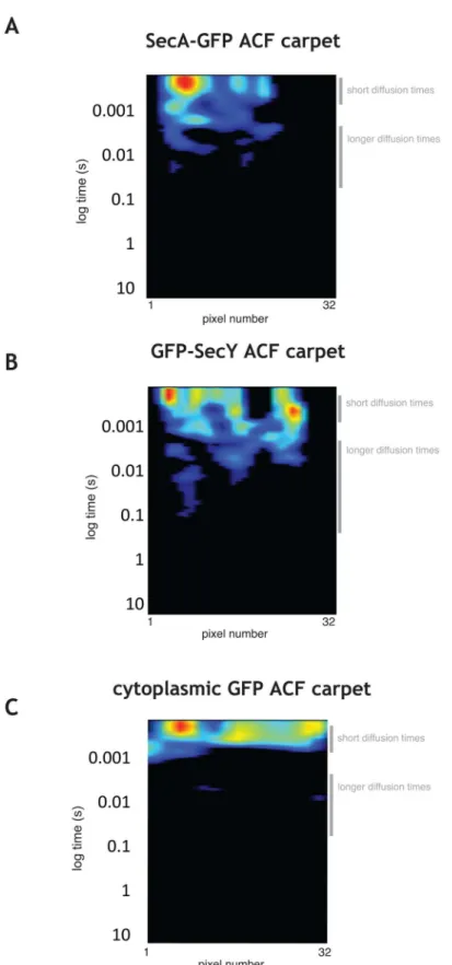 Fig 3. ACF analysis of SecA-GFP, GFP-SecY, and GFP. A, B, and C. Autocorrelation function (ACF) carpets for a typical exponentially growing B
