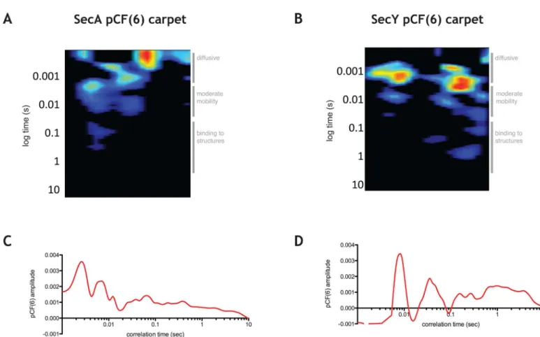 Fig 4. pCF analysis of SecA-GFP and GFP-SecY. A. pCF(6) for a typical cell expressing SecA-GFP with the times characteristic for various diffusive species shown on the right of the graph