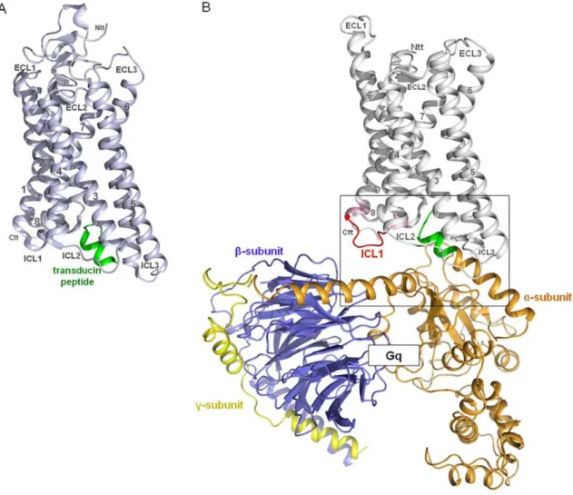 Figure 1. Opsin in complex with a transducin peptide. A) The crystal structure of Opsin (light blue) in complex with a synthetic peptide (green) of the C-terminal region of transducin (G-protein) (PDB entry 3DQB) was used as a structural template to build 