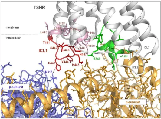 Table 2. Side-chain variations and functional characterization of H443 and R450 in ICL1 and transition to helix 2 and R687 in helix 8.