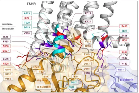 Figure 3. Homology complex model of the TSHR/Gq heterotrimer with focus on the interface between helix 8 and the transition of ICL3/transmembrane helix 6 with G a q