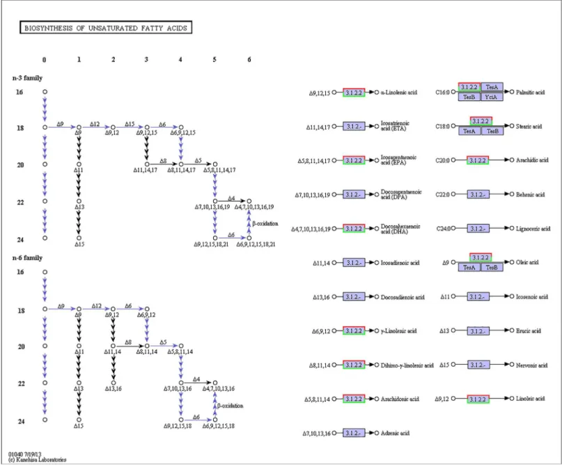 Fig 4. Pathways of fatty-acid elongation (ko00062). The red frames represent the genes were up-regulated, while the green frames represent that the genes were down-regulated