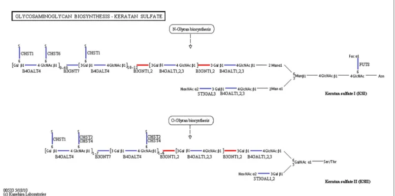 Fig 1. Pathways of glycosphingolipid biosynthesis: lacto and neolacto series (ko00601)