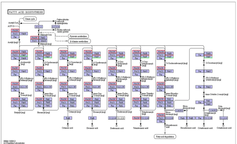 Fig 3. Pathways of fatty-acid biosynthesis (ko00061). The red frames represent the genes were up-regulated, while the green frames represent that the genes were down-regulated