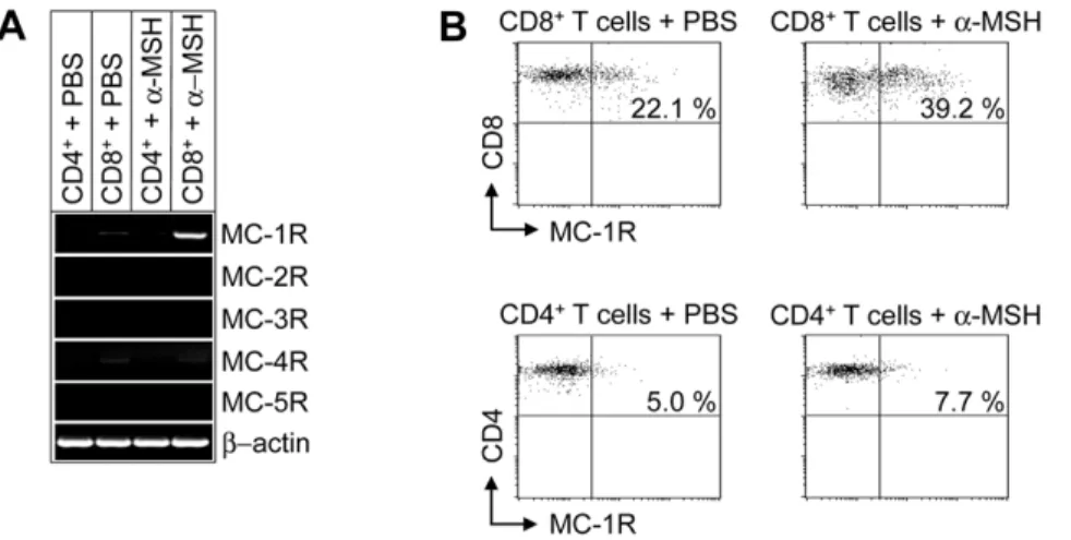 Figure 1. MC-1R is expressed on murine CD8 + T cells and up-regulated after stimulation with a -MSH