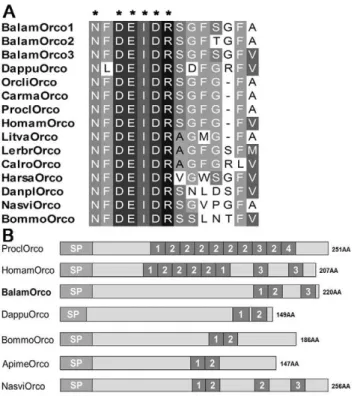 Figure 4. Comparison of barnacle orcokynin with other arthropods. (A) Sequence alignment mature orco