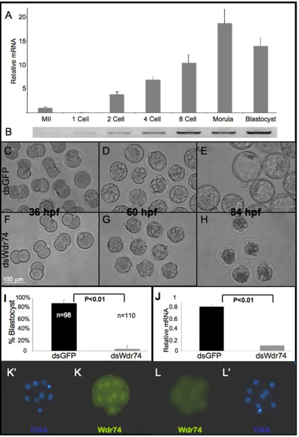 Figure 1. Wdr74 is required for blastocyst formation. A. Quantitative RT-PCR analysis of endogenous Wdr74 mRNA during preimplantation development