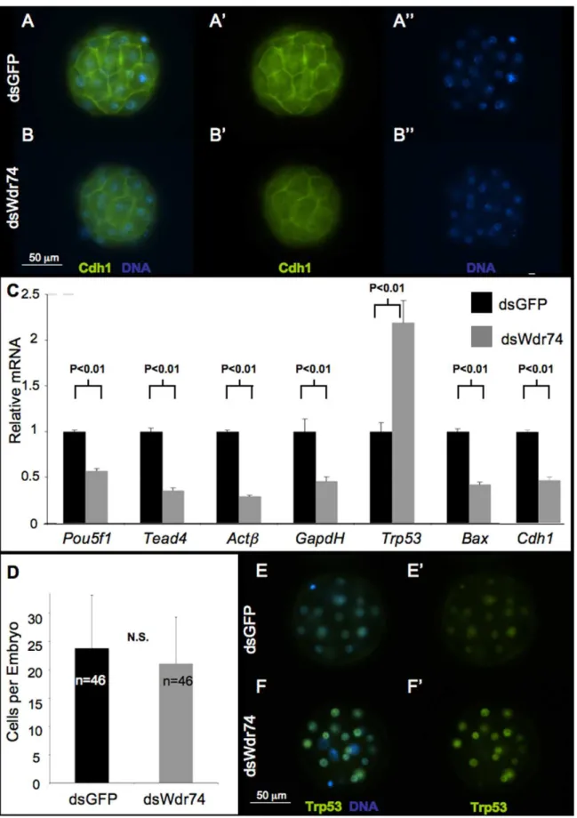 Figure 2. Gene expression in dsWdr74 morula. A–B. E-cadherin (Cdh1) localization by immunofluorescence marks blastomere cell-cell adhesion as expected in dsGFP morula (A)