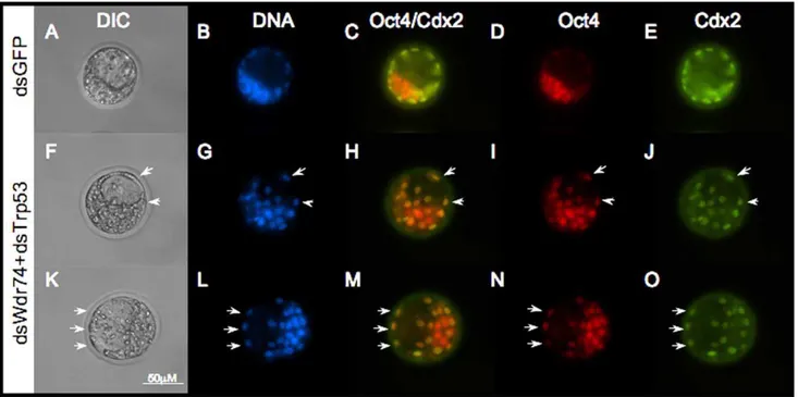 Figure 4. Lineage specification in dsWdr74/dsTrp53 blastocysts. A–H. Immunofluorescence localizes Oct4 and Cdx2 to the inner cell mass and trophectoderm, respectively, in dsGFP embryos (A–E)