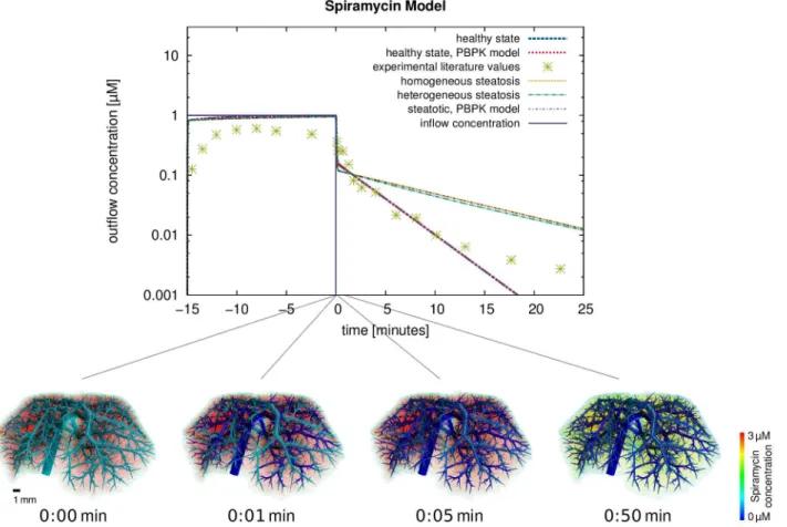 Figure 10. Results for the metabolization of spiramycin and comparison to experimental data from an isolated perfused liver