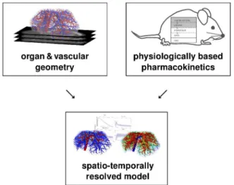 Figure 1. Conceptual model overview. Our spatially resolved model is based on mass balance equations from physiologically based pharmacokinetic modeling as well as organ and vascular geometry obtained by in vivo imaging