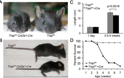 Figure 1. Trsp fl/fl Col2a1-Cre mice exhibit runting and a shortened life-span. Frontal (A) and lateral (B) views of representative 4 wk old