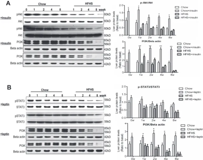 Fig 4. Hepatic response to acute insulin/leptin. At 0, 1, 2, 4 and 8-week feeding with chow or HFHS diet, the animals (12 h fasting) were intraperitoneally injected with insulin (0.75 U/kg body weight) or leptin (0.6 mg/kg body weight), liver samples were 