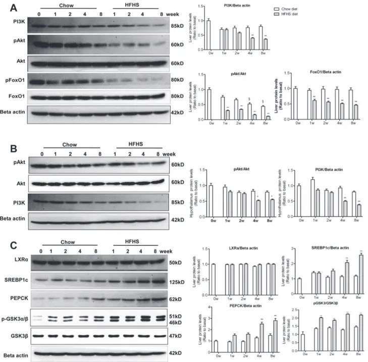 Fig 3. Altered PI3K signalling pathway, lipogenesis, and gluconeogenesis upon HFHS dieting