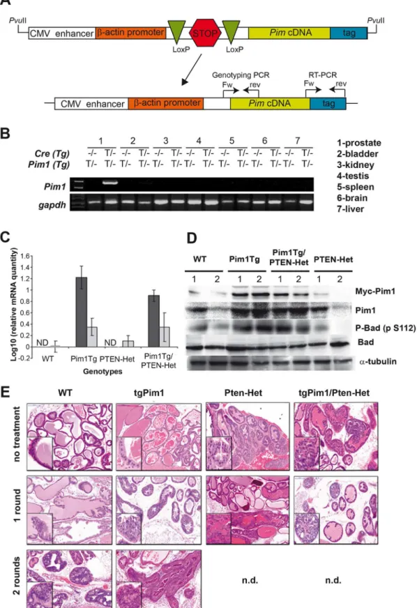 Figure 1. characteristics of the PIM1 conditional transgenic mice. A) Schematic representation of the transgene carrying Pim1