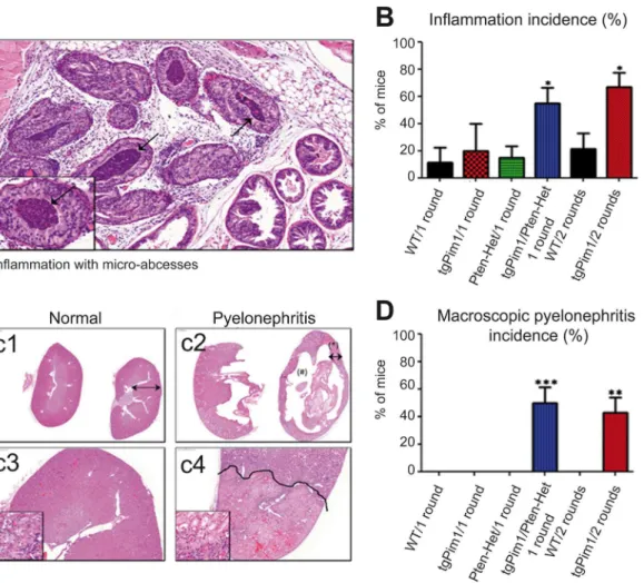 Figure 3. Phenotypic effect of hormone treatment. A and B) Inflammation incidence in hormone- treated mice