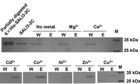 Figure 2. Metal-SALI3-2C binding assay using immobilized metal ion affinity chromatography (IMAC)