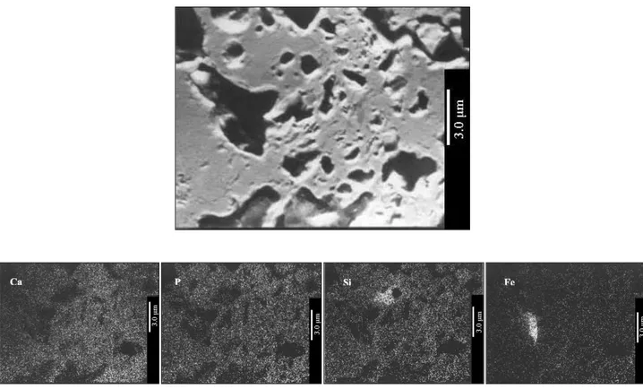 Figure 1. SEM micrograph and element distribution for the OK-50 with 2 wt.% Fe 3 O 4  composite