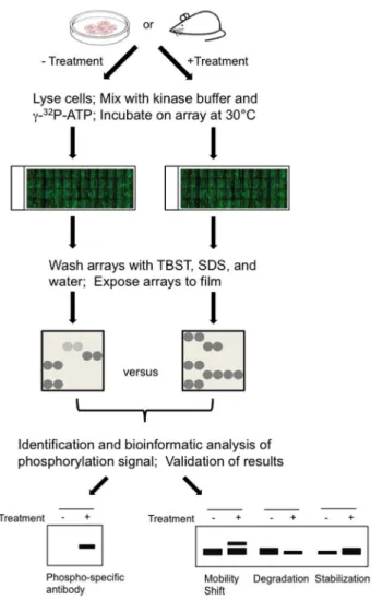 Figure 2b and 2c examine the technical reproducibility of phosphorylation microarray results