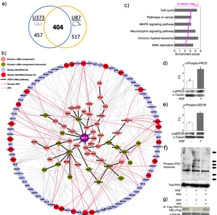 Figure 4. Validation of newly identified signaling components. (a) Venn diagram of number of newly identified phosphoproteins between the in vitro and in vivo systems (b) A global view of known kinase-substrate and/or protein-protein interaction between 88