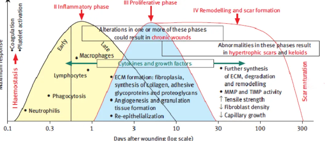 Figure 3 : Phases of wound healing. This mechanism is the result of a complex process, where different  types of cells are involved in the different stages of the healing process